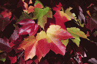 �til & F�til - Cart�es Virtuais