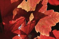 �til & F�til - Cart�es Virtuais